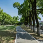 Дощові сади замість калюж: як сучасний ландшафт рятує вулиці Дніпра від затоплень